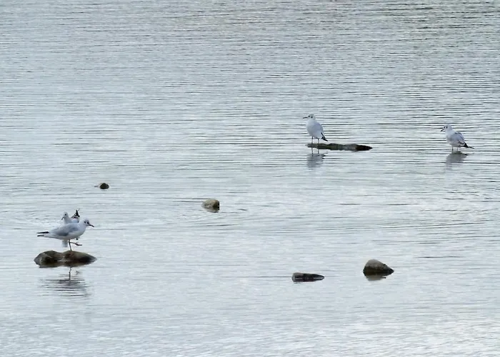 La Ravine Au Bord Du Loing